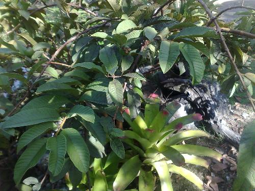 gardening - plant