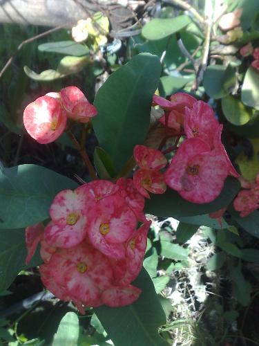 gardening - flower