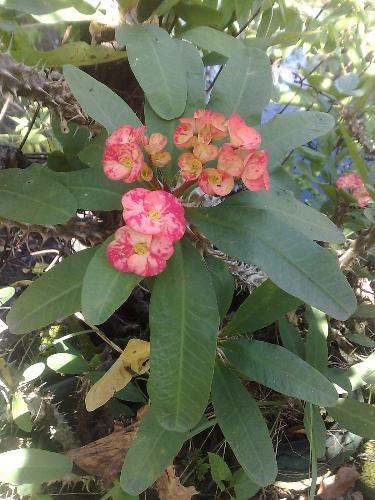 gardening - flower