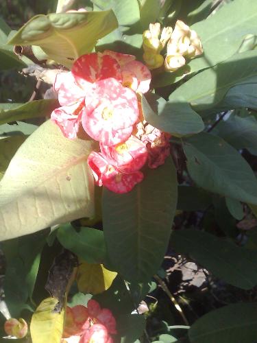 gardening - flower