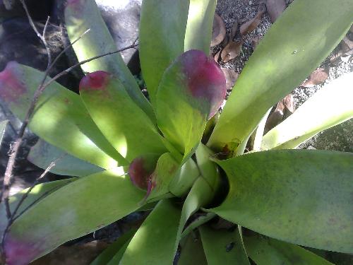 gardening - plant