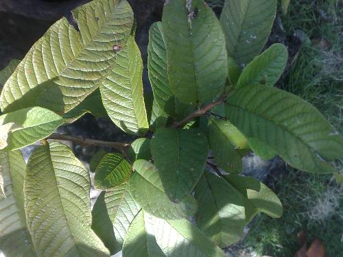 gardening - plant