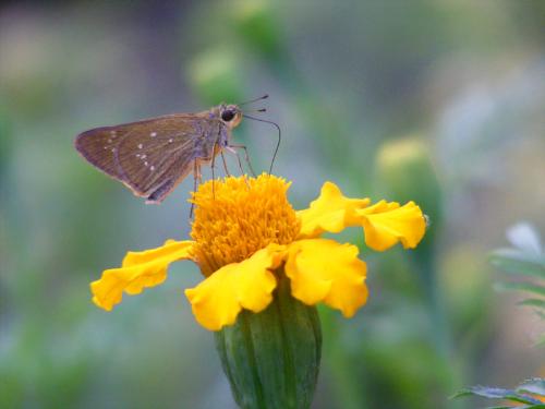 Butterfly - Butterfly on the flower.