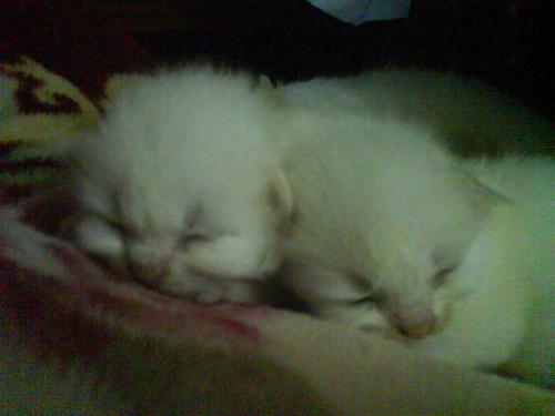 My Cute Little Kittens!!! - so cute~