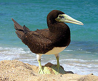 Brown Booby - Birds
