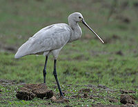 Eurasian Spoonbill - Spoonbill