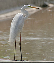 Great Egret - Egret