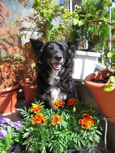 Wendy - Wendy, a dutch markiesje (tulipdog)