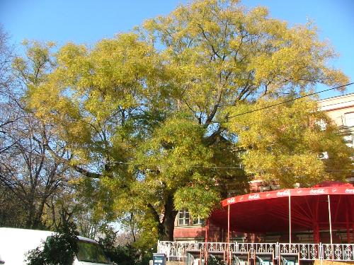 Autum tree - This is a picture of a tree in the centre of Varna Bulgaria near to the opera house l was on my why to the sea garden but stopped at one of my favorite bars and took this pic while sitting outside have a beer with friends.