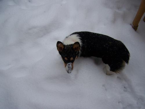 Corgi in the snow - Nor'easter December 2009 - Joppa, MD
