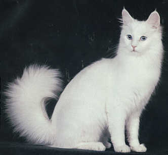 Turkish angora - A white turkish angora