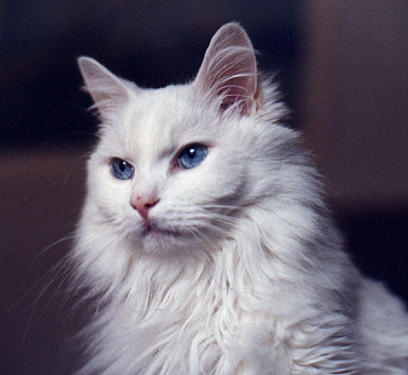 Turkish angora - A white turkish angora cat, photographed from a close distance