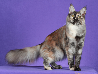Turkish angora - A motley Turkish angora cat