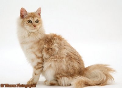 Turkish angora - An orange turkish angora