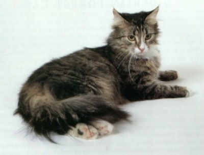 Siberian cat - A Siberian cat.