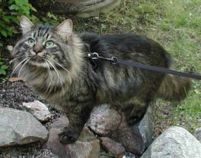 Siberian cat - A Siberian cat with a halter