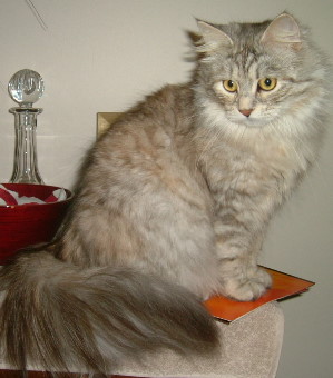 Siberian cat - The Siberian cat is selected in Russia in the 11th century.