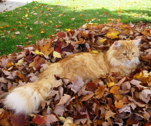 Siberian cat - An orange Siberian cat playing in the fallen leaves