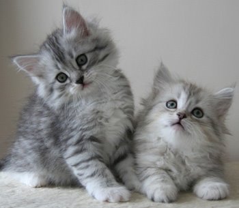 Siberian kittens - Two cute Siberian kittens