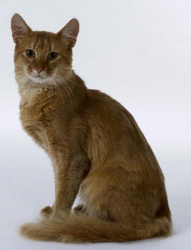 Somalian cat - The Somalian cat was selected in the 50's .