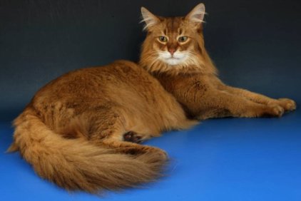 Somalian cat - The Somalian cats are very intelligent
