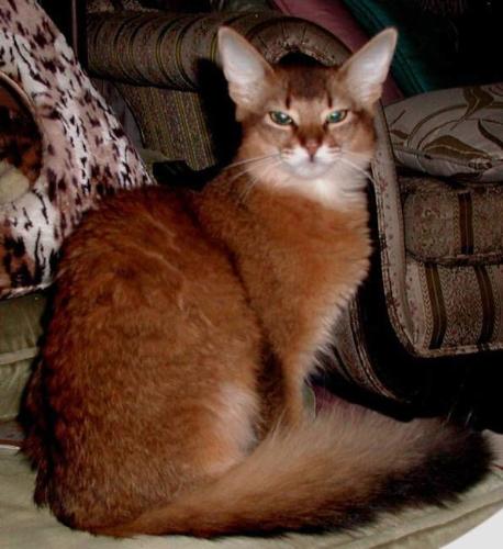 Somalian cat - A SOmalian cat staring at the camera