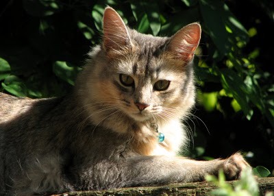 Somalian cat - A SOmalian cat looking for some fresh food :)