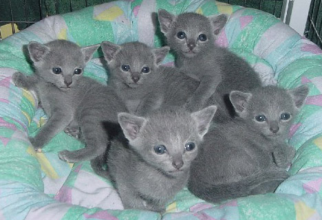 Russian blue kittens - Cute Russian blue kittens