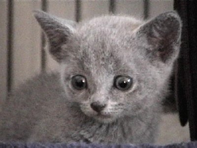 Russian blue - A Russian blue kitten