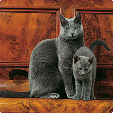 Russian blue cats - The Russian blue cat is very calm