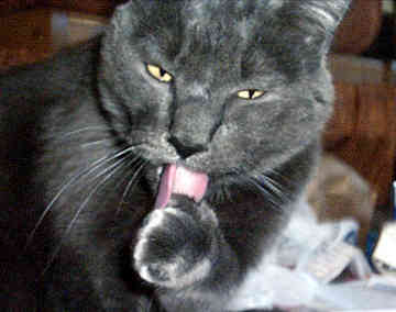 Russian blue cat - It has a very strong hunt instinct