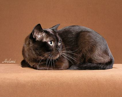 Burmese cat - The traditional Burmese cat is brown