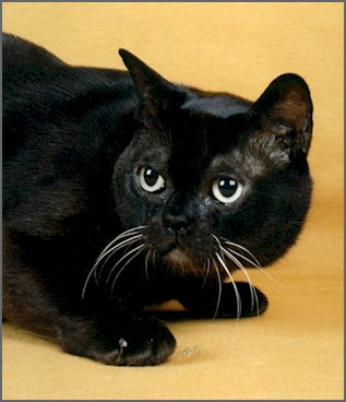 Burmese cat - A black Burmese cat. Nowadays there are different colors of Burmese cats