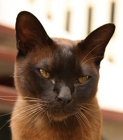 Burmese cat -  A tired Burmese cat :)