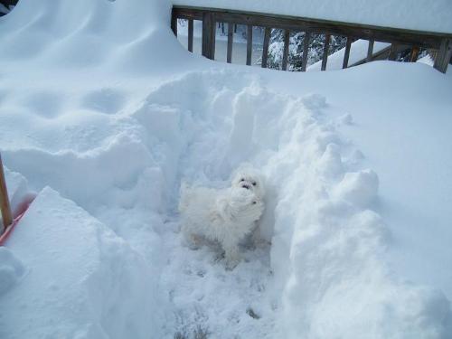 Yes there ARE two dogs in this picture. LOL - They almost blend into the snow but they're there. I could tell because I could see their little black button noses. LOL