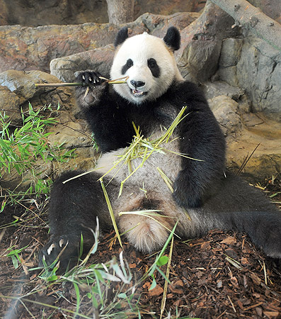 Pandas - This is Funi, one of the two pandas from China.