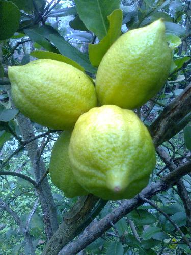 lemons in my garden - lemons in my garden.