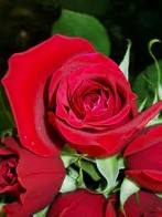 Rose as gift - A lovely Red Rose for a special friend