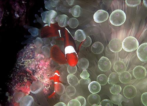 sea - underwater life
