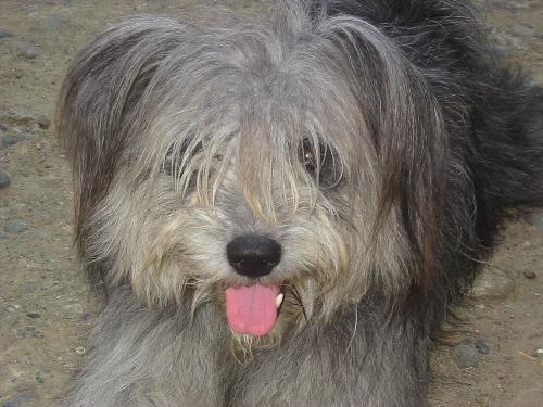 My dog Jumong - This is a male shih tzu