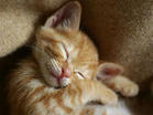 lovely - She sleeps on the sofa and her face is so lovely and peaceful.Don't disturbe her.Also download from the internet.