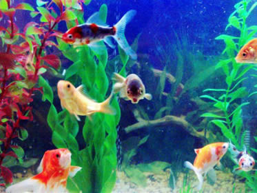 Aquarium - A aquarium full with fishes