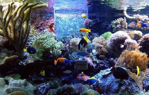 Aquarium - fancy aquarium