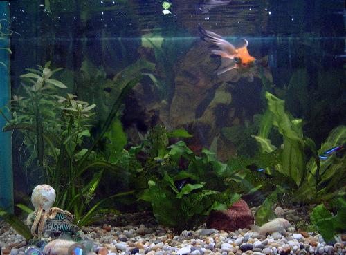 Aquarium - An empty aquarium