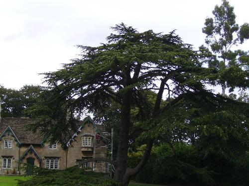 A very strange tree - Well this may not seam to great in the photo, but i assure you, it looked really odd to see it live.