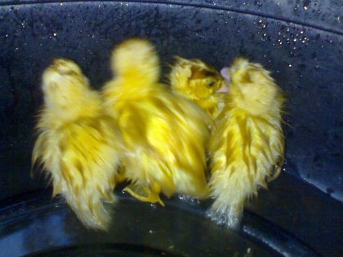 cute duckling - Take this picture in the house of my friends, in villasis, pangasinan,philippines