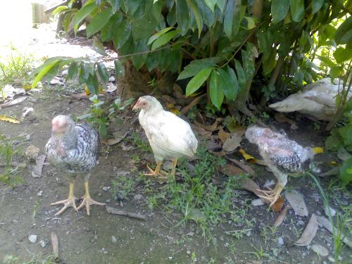 three cute chicks - This are three cute chicks resting after looking for some foods