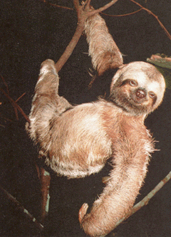 a real sloth - This is a real Sloth.
