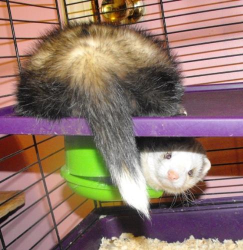 o hai! - such a cute ferret!!! i'd like to have one as a pet!!