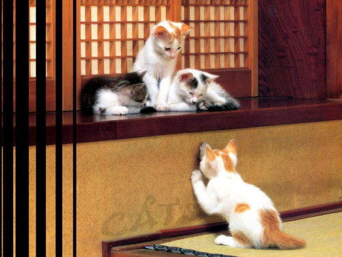 playing hide n seek - lol, these cute kitties look like they're playing hide and seek!